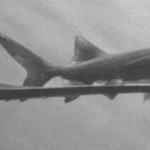 Paddlefish Diaries, Day 2